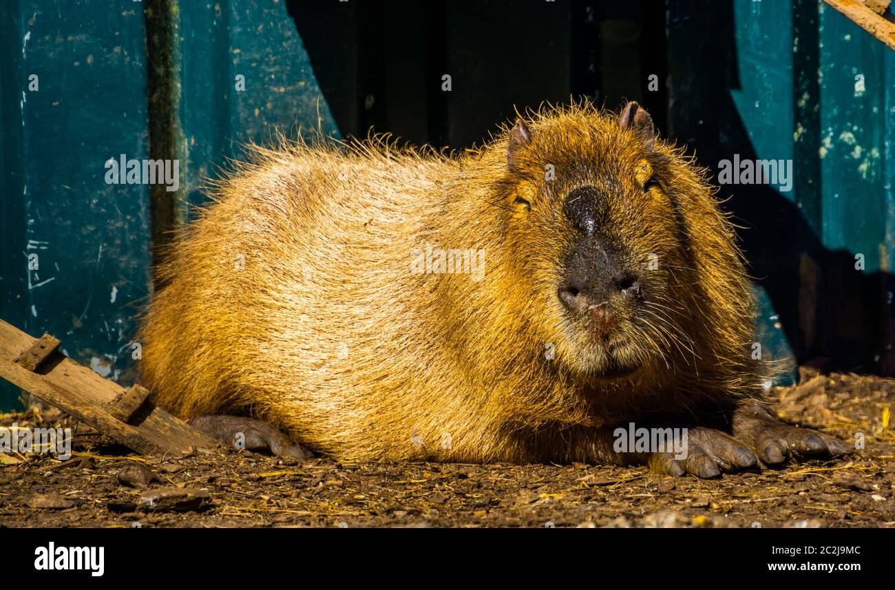 closeup portrait of a capybara, worlds largest rodent specie, tropical cavy from South America Stock Photo