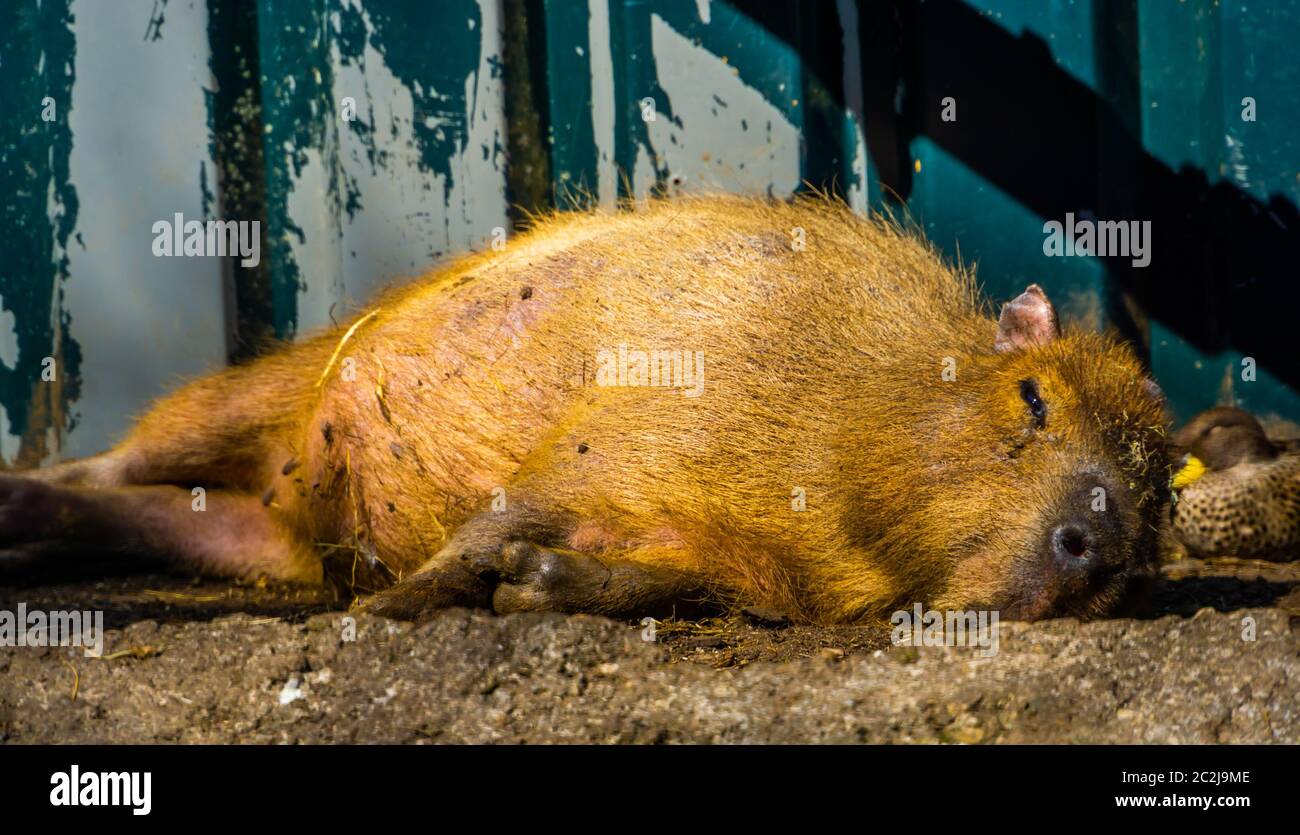 closeup portrait of a capybara resting on the ground, tropical cavy from South America Stock Photo