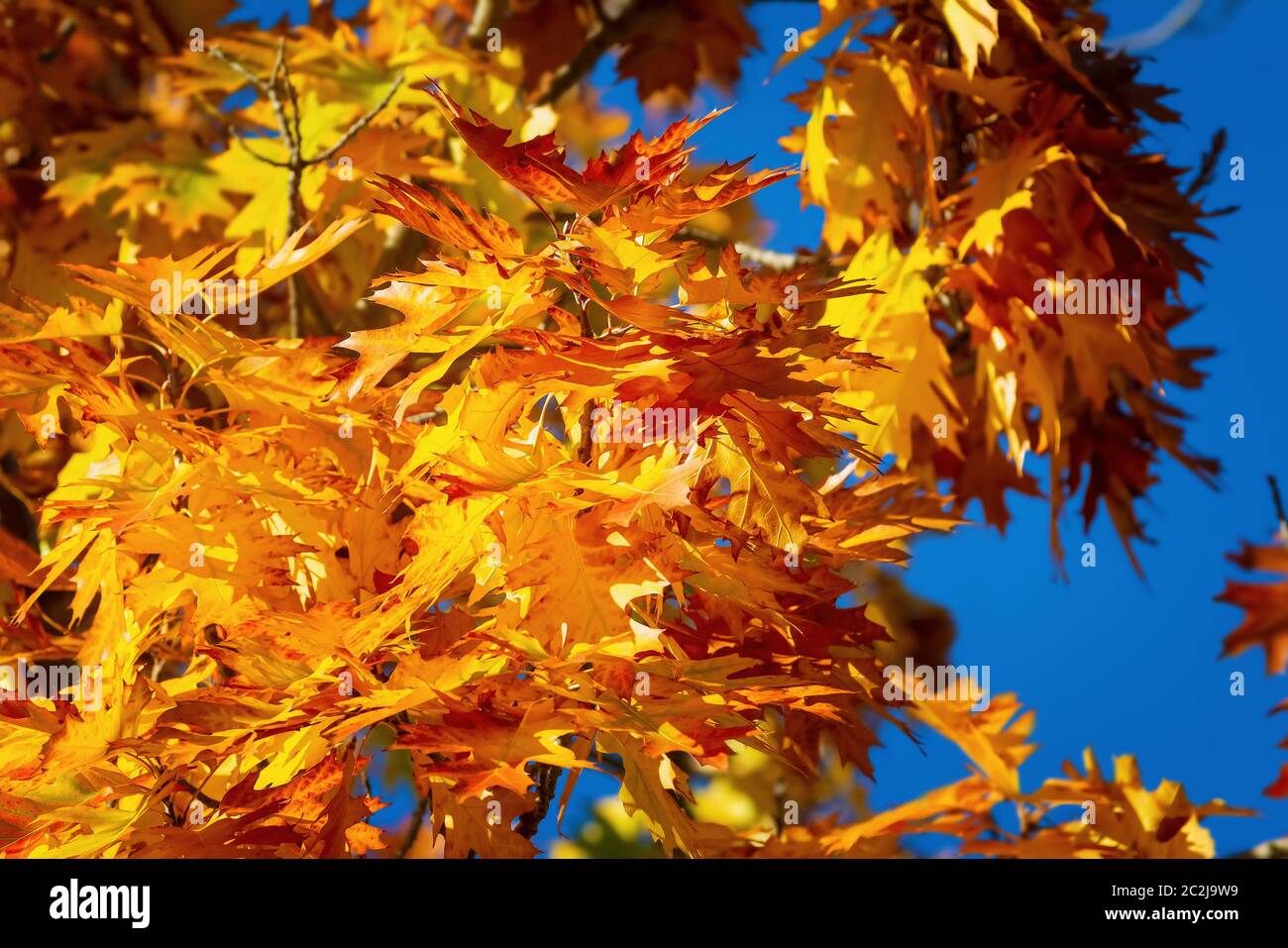 Sycamore leaves in autumn Stock Photo