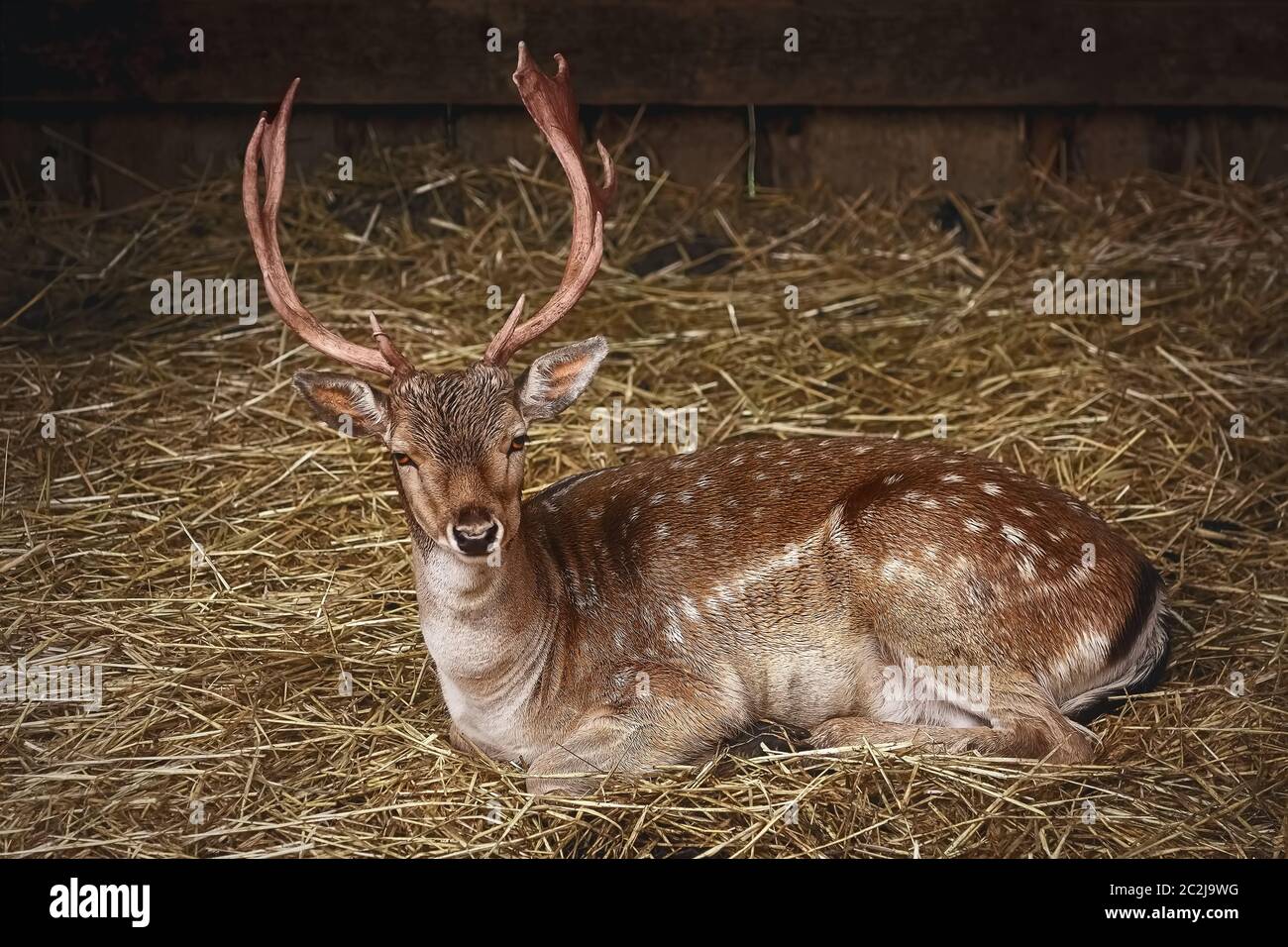 Deer on the Hay Stock Photo