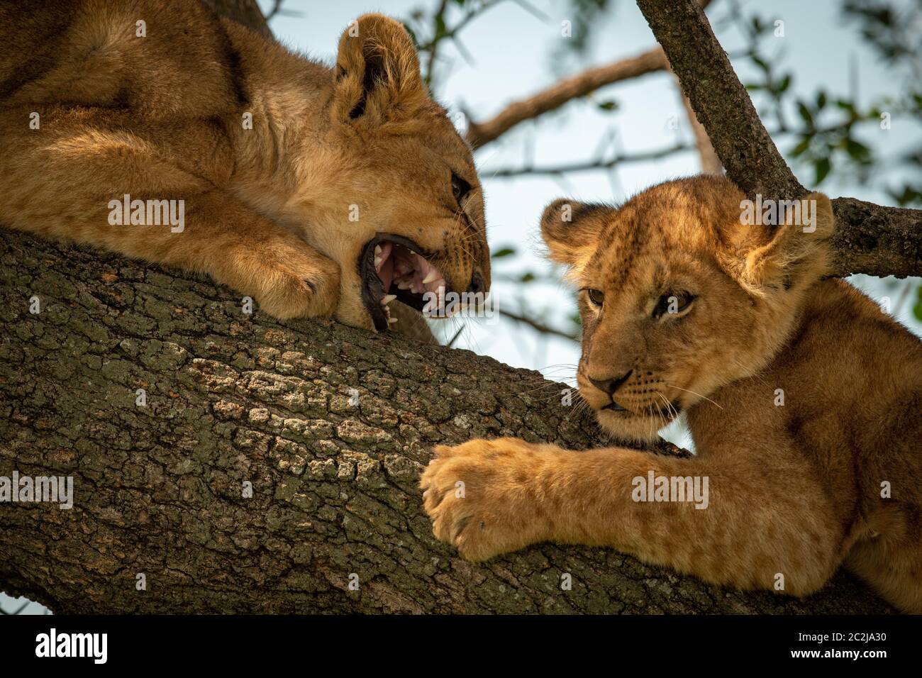 Close-up of lion cub growling at another Stock Photo