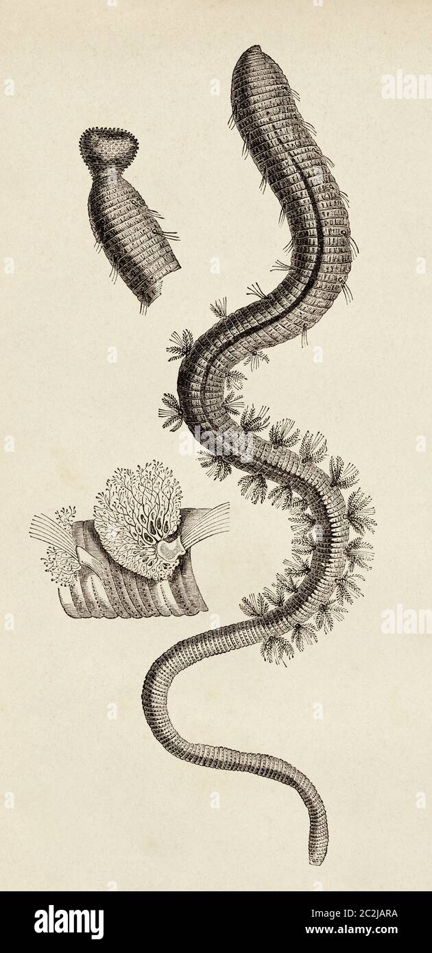 Ragworm, Perinereis cultrifera. The Korean earthworm (Nereis Perinereis aibuhitensis) is a marine polychaete highly appreciated in recreational fishing. It was listed by Grübe in 1878. Old 19th century engraved illustration, El Mundo Ilustrado 1880 Stock Photo