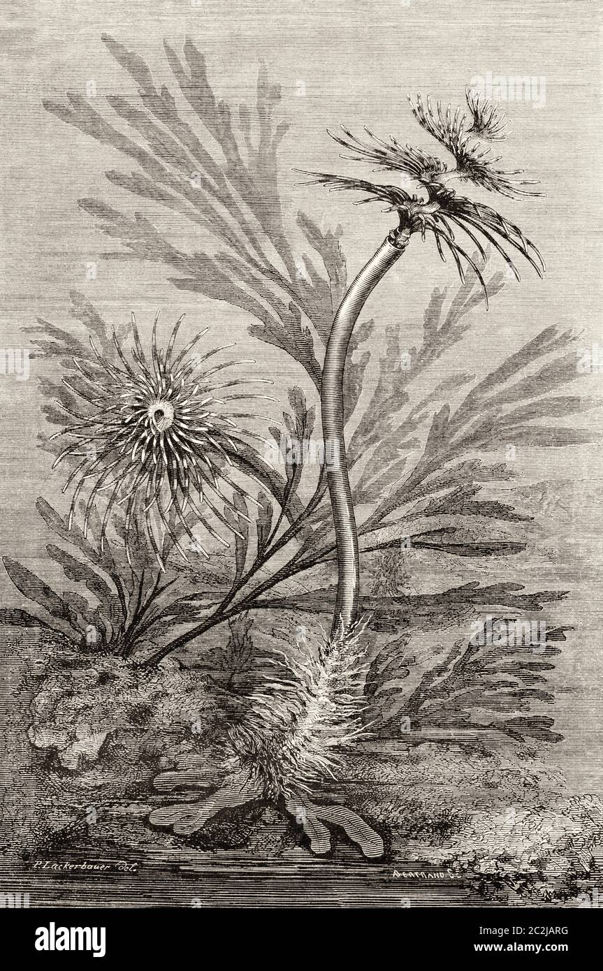 Tube Worm, Sabella pavonia supergroup of annelid worms, devoid of locomotion appendages and sessiles, sometimes living in a tube that they manufacture themselves or as diggers under the sandy marine sediment. Old 19th century engraved illustration, El Mundo Ilustrado 1880 Stock Photo