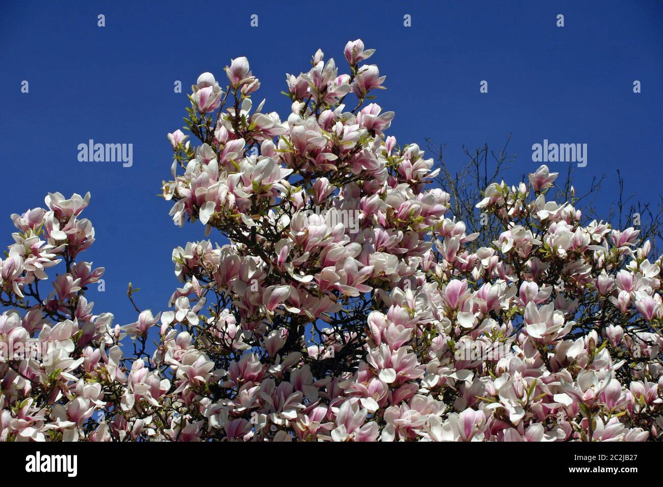 White and pink magnolia flowers on tree with a background of deep blue ...