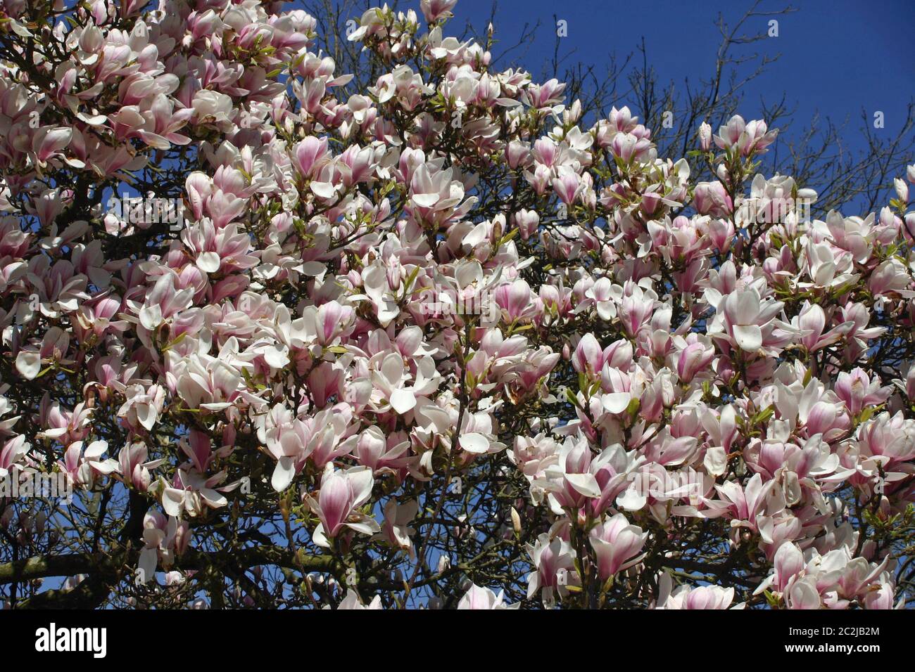 White and pink magnolia flowers on tree with a background of deep blue ...