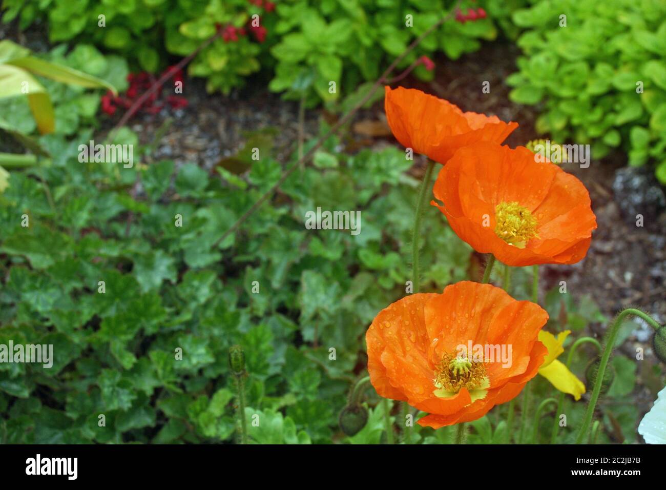 Three orange poppy (Papaver) flowers with yellow centres. Background of leaves. Stock Photo
