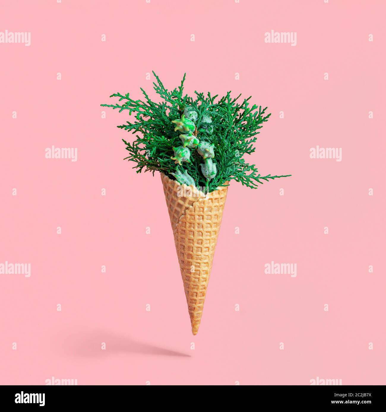 Bouquet of cypress branches in ice cream cone Stock Photo Alamy