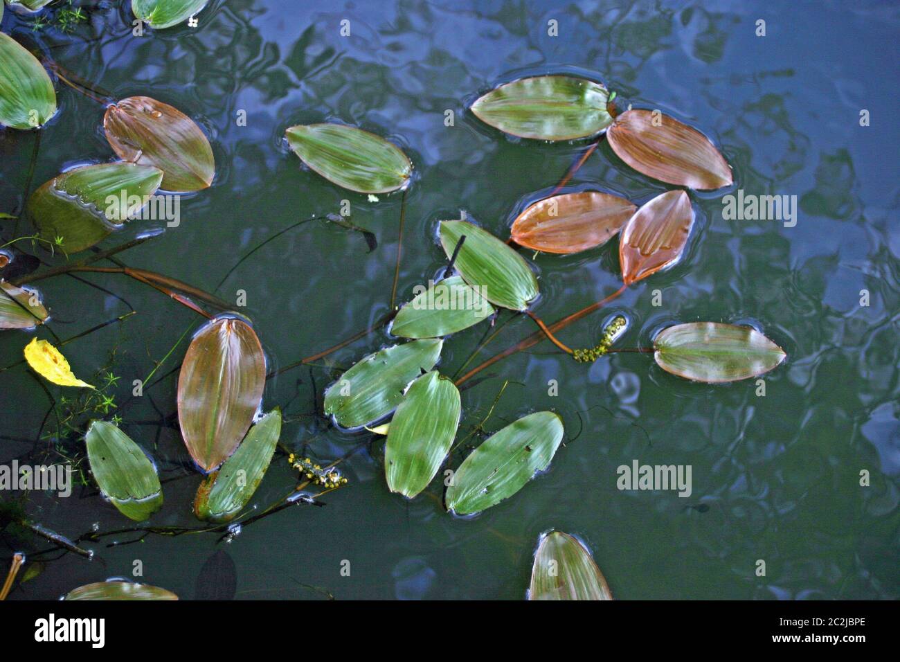 Close view of Broad-leaved pondweed (Potamogeton natans) floating leaves on a pond surface with reflections. Stock Photo
