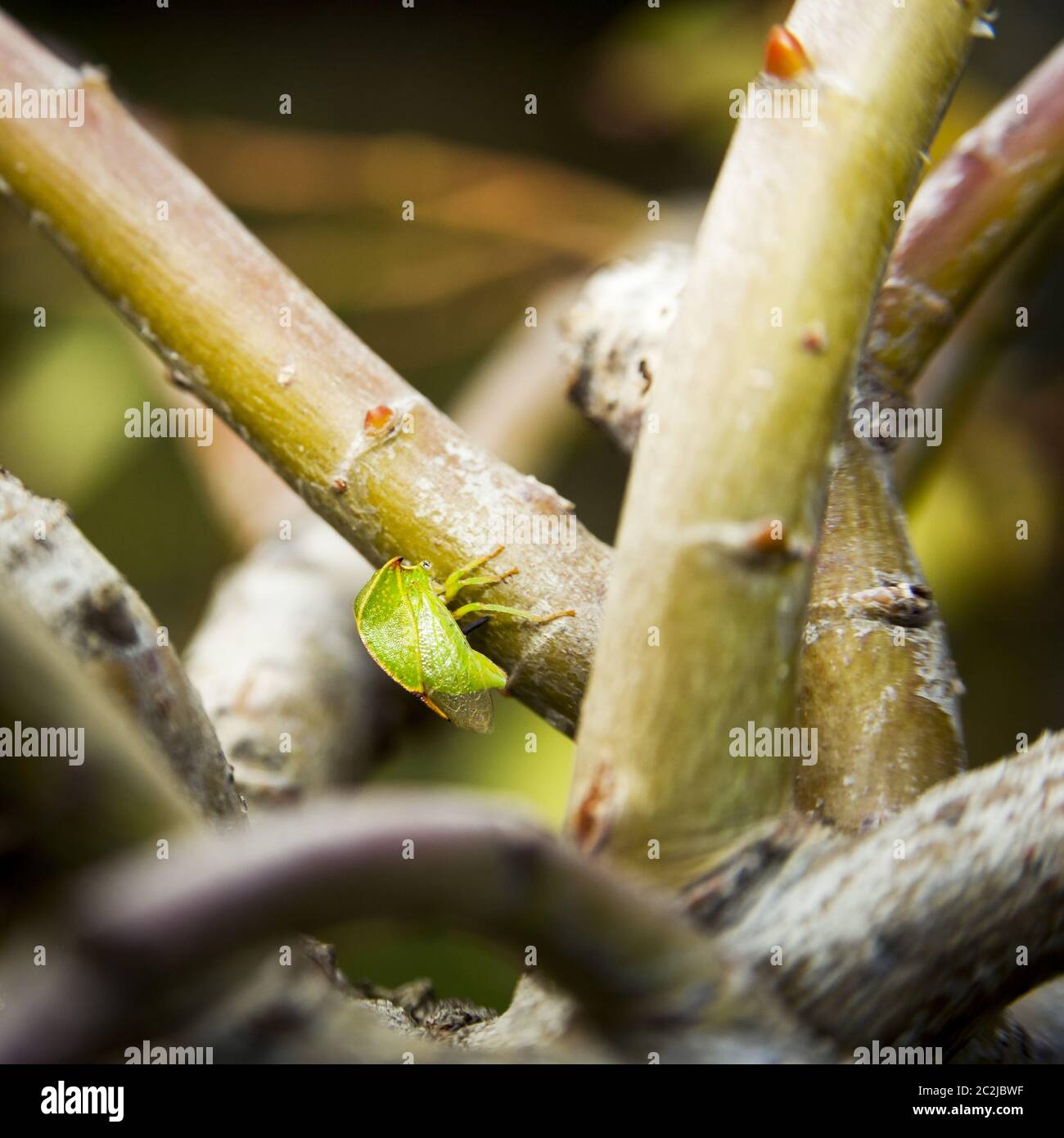 buffalo treehopper on a willow tree Stock Photo - Alamy