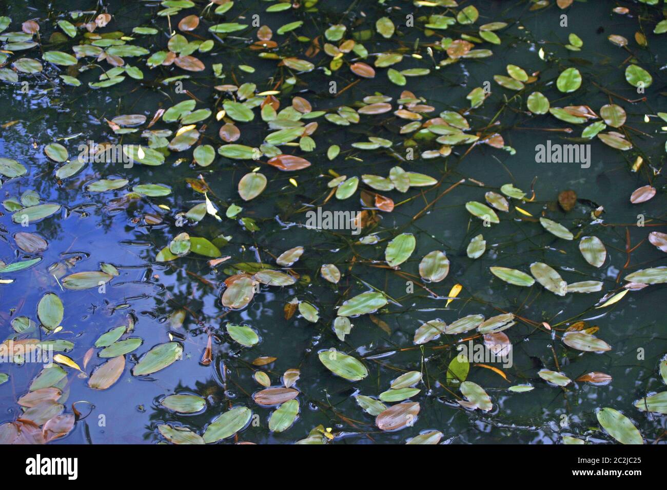 Broad-leaved pondweed (Potamogeton natans) floating leaves on a pond surface with reflections. Stock Photo