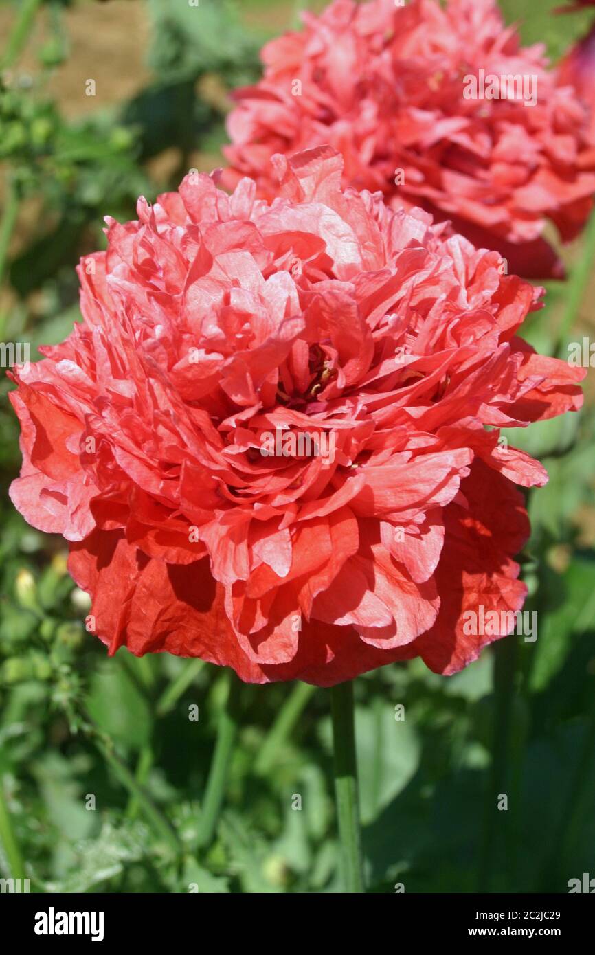 Frilly pink poppy (Papaver species) sometimes known as the peony or pompom poppy. Background with further flowers, soil, and leaves. Stock Photo