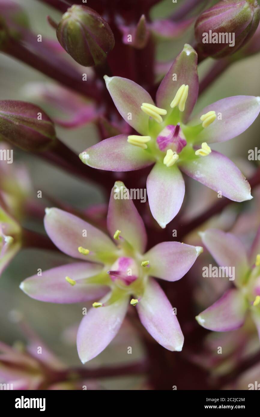 Pineapple lily, Eucomis comosa, variety Oakhust, flowers in close up with blurred flowers and leaves in the background. Stock Photo