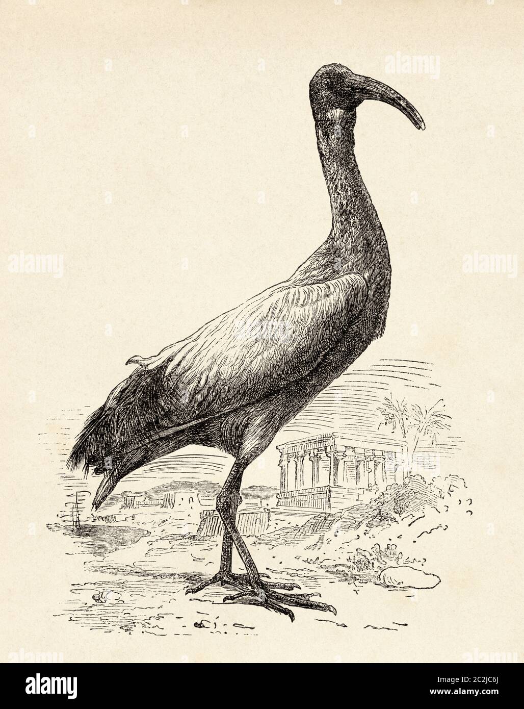 Ibis. The Tresquiornitinos (Threskiornithinae) Subfamily of pelecaniformes birds of the family Threskiornithidae, known as ibis, a word from the Greek, which in turn comes from the ancient Egyptian hib. Old 19th century engraved illustration, El Mundo Ilustrado 1880 Stock Photo