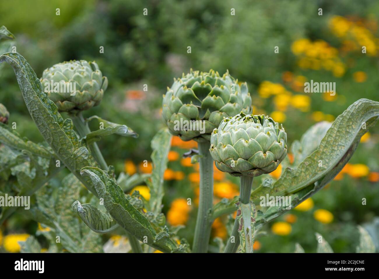 The edible buds of globe artichoke, Cynara cardunculus var. scolymus, growing in a kitchen garden in late spring / early summer in Surrey, England Stock Photo