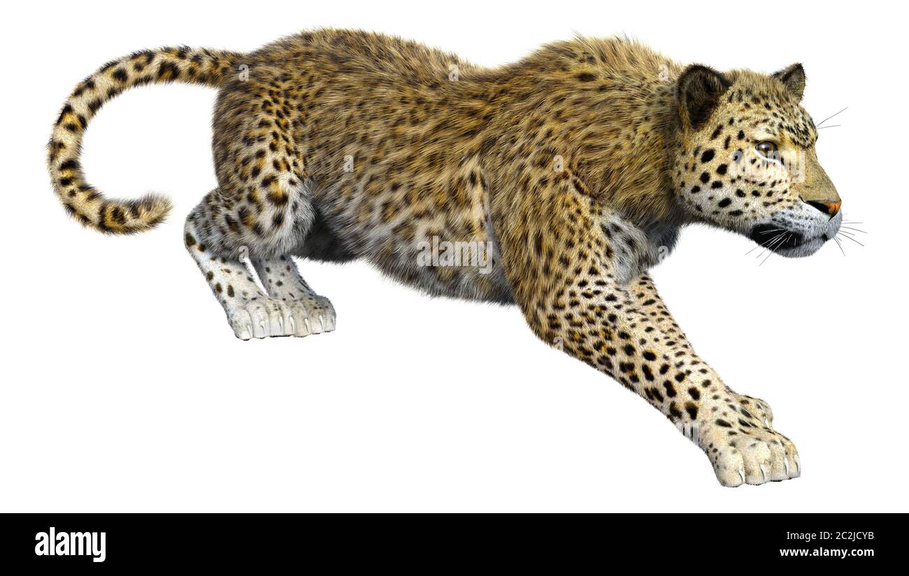 3D rendering of a big cat leopard isolated on white background Stock ...