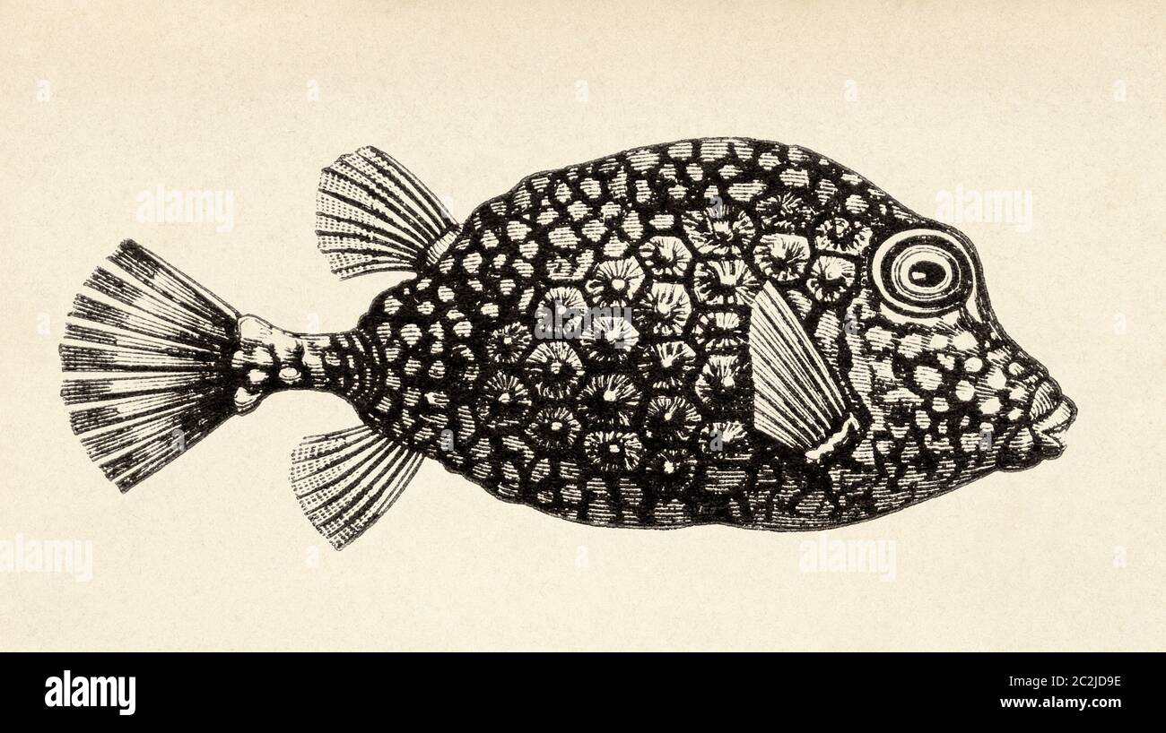Lactophrys triqueter. Smooth Trunkfish, species of fish in the family Ostraciidae in the order Tetraodontiformes. Old 19th century engraved illustration, El Mundo Ilustrado 1880 Stock Photo