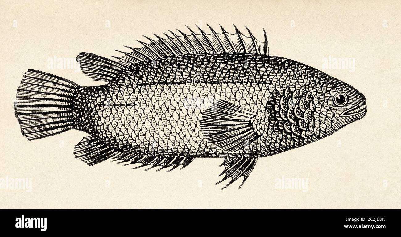 Anabas testudineus. Climbing perch, is a species of fish in the family Anabantidae, the climbing gouramis. It is native to Asia, where it occurs from India east to China and to the Wallace Line. Old 19th century engraved illustration, El Mundo Ilustrado 1880 Stock Photo
