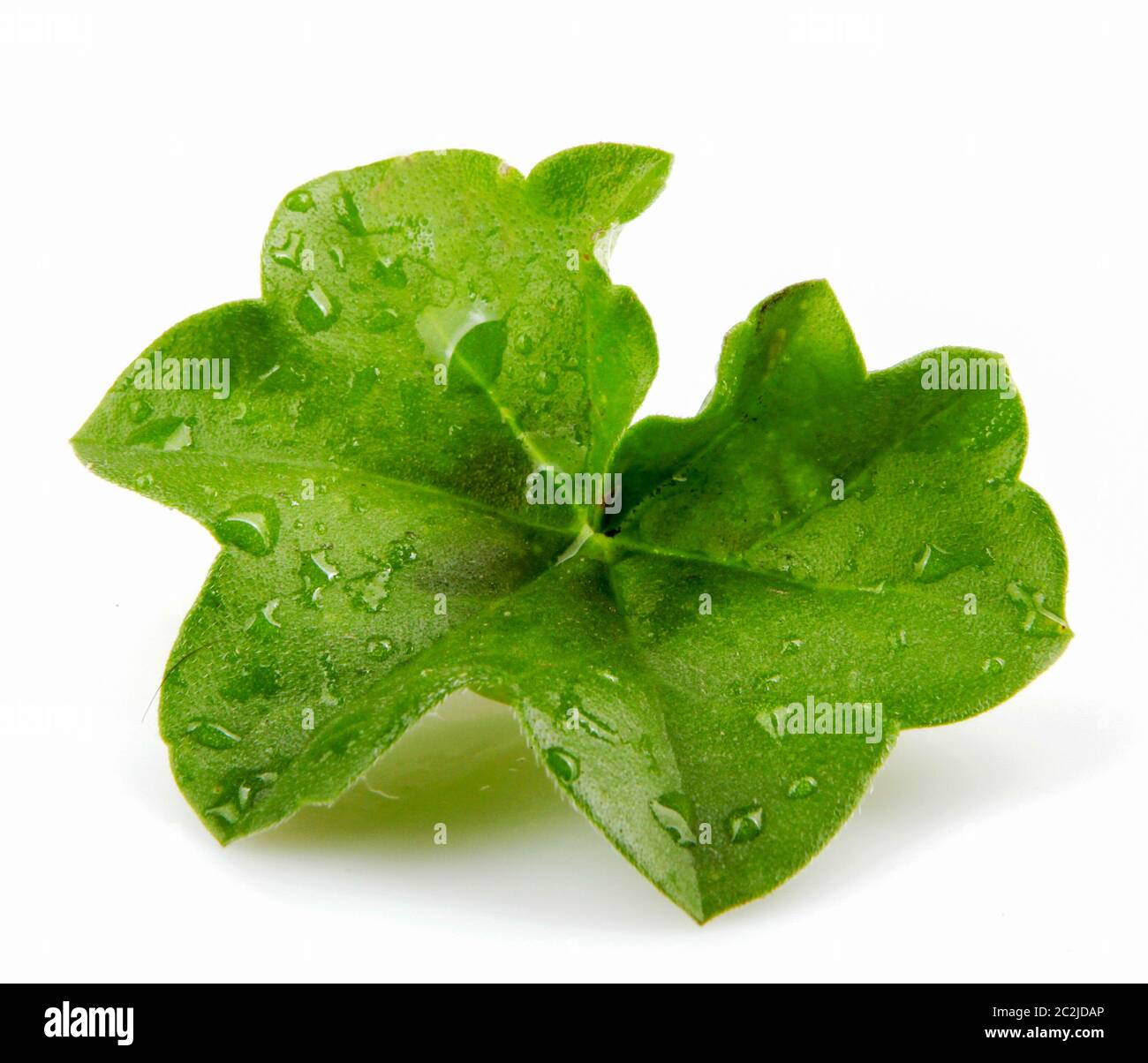 Green Leaf Isolated On White Stock Photo