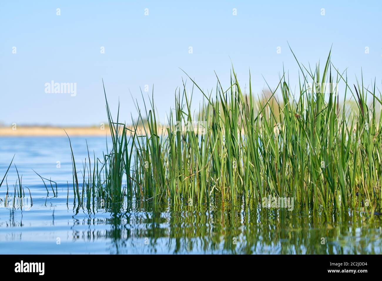 Grass on the shore of a lake in a nature reserve near Magdeburg in Germany Stock Photo