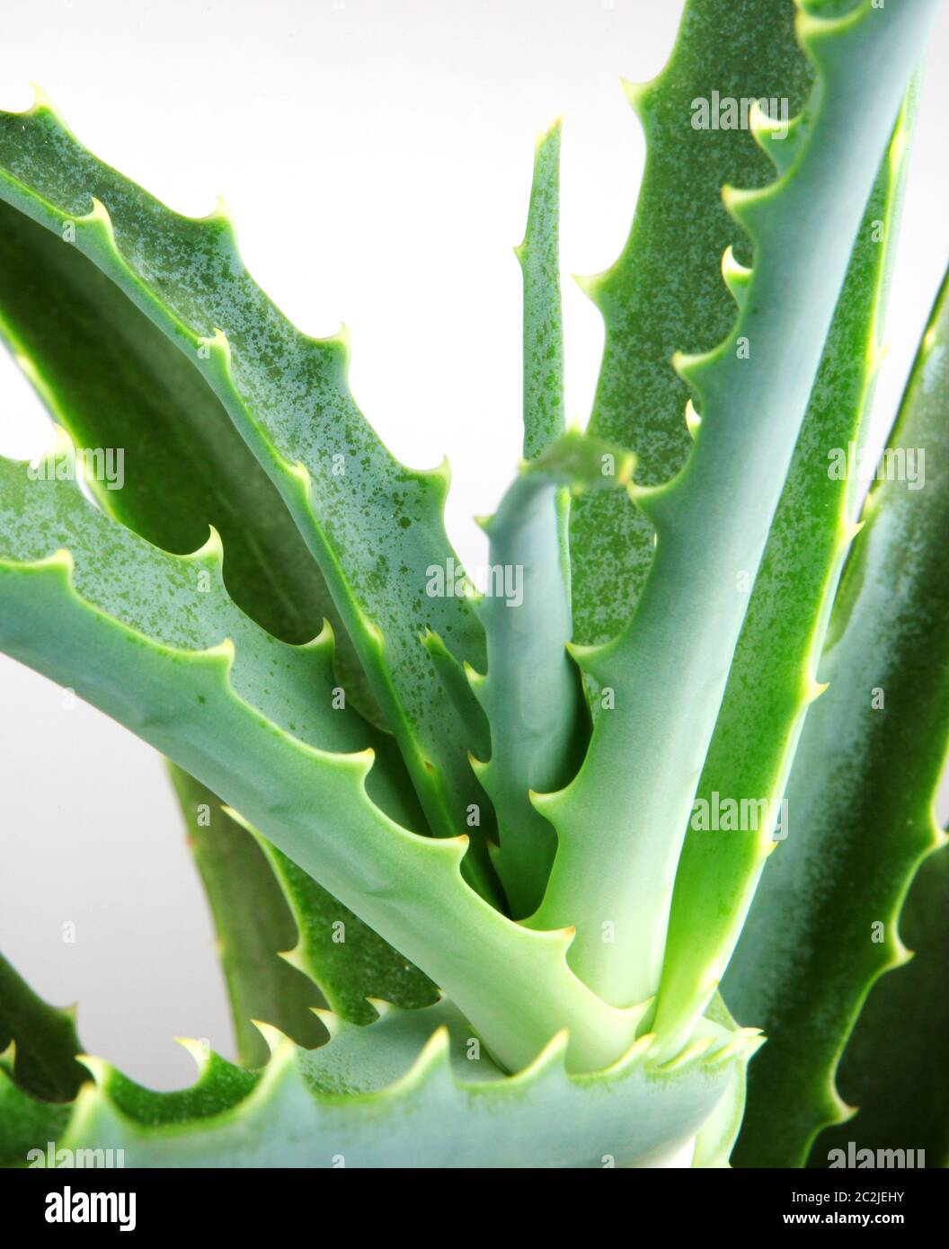 Picture of aloe vera leaves Stock Photo Alamy