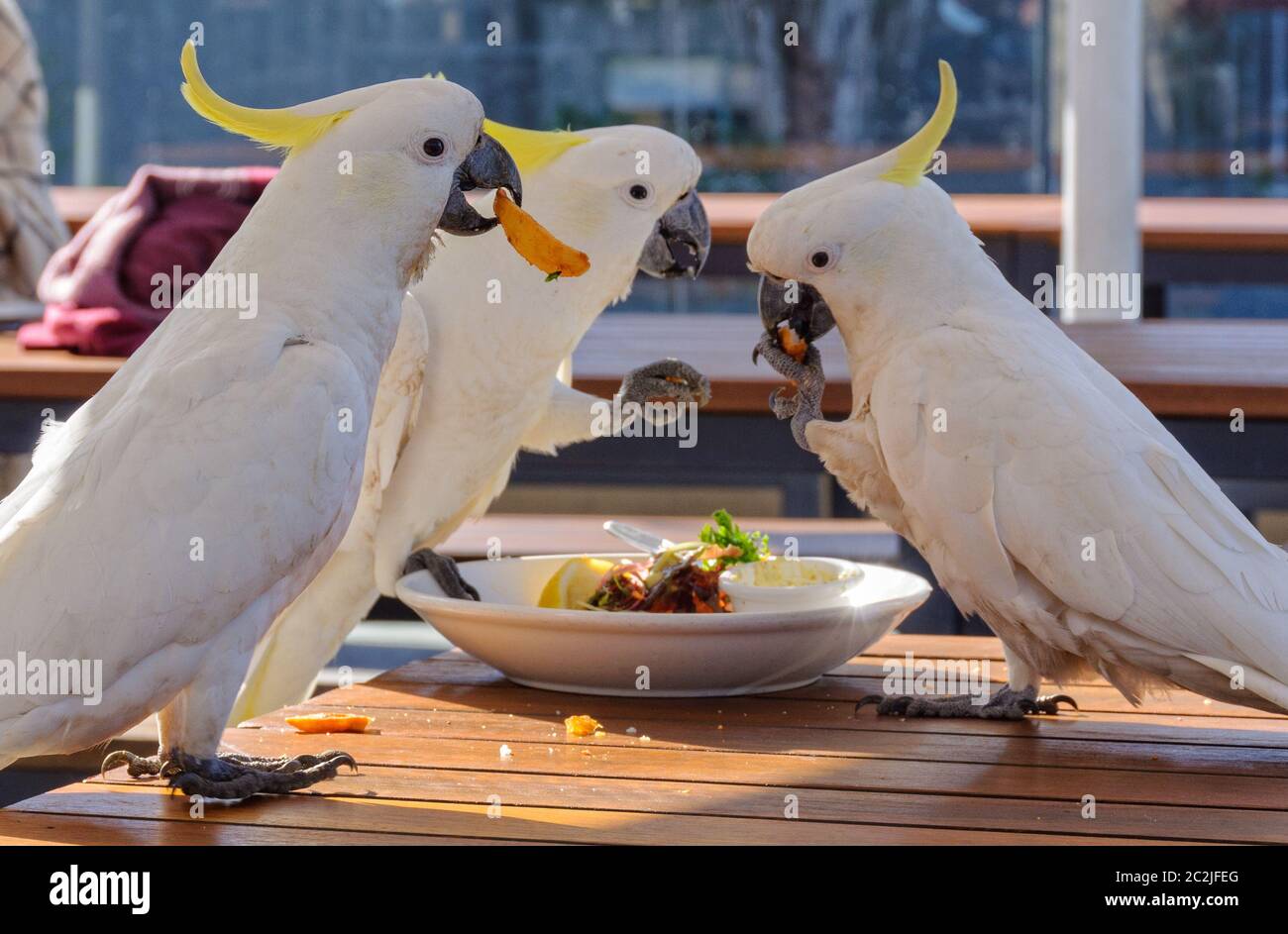 Sulphur crested cockatoos hi-res stock photography and images - Alamy