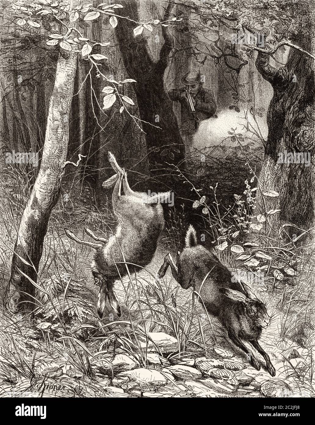 Animal hunter. Hunting hare in the forest, painting of Ch Kroner. Old 19th century engraved illustration, El Mundo Ilustrado 1880 Stock Photo