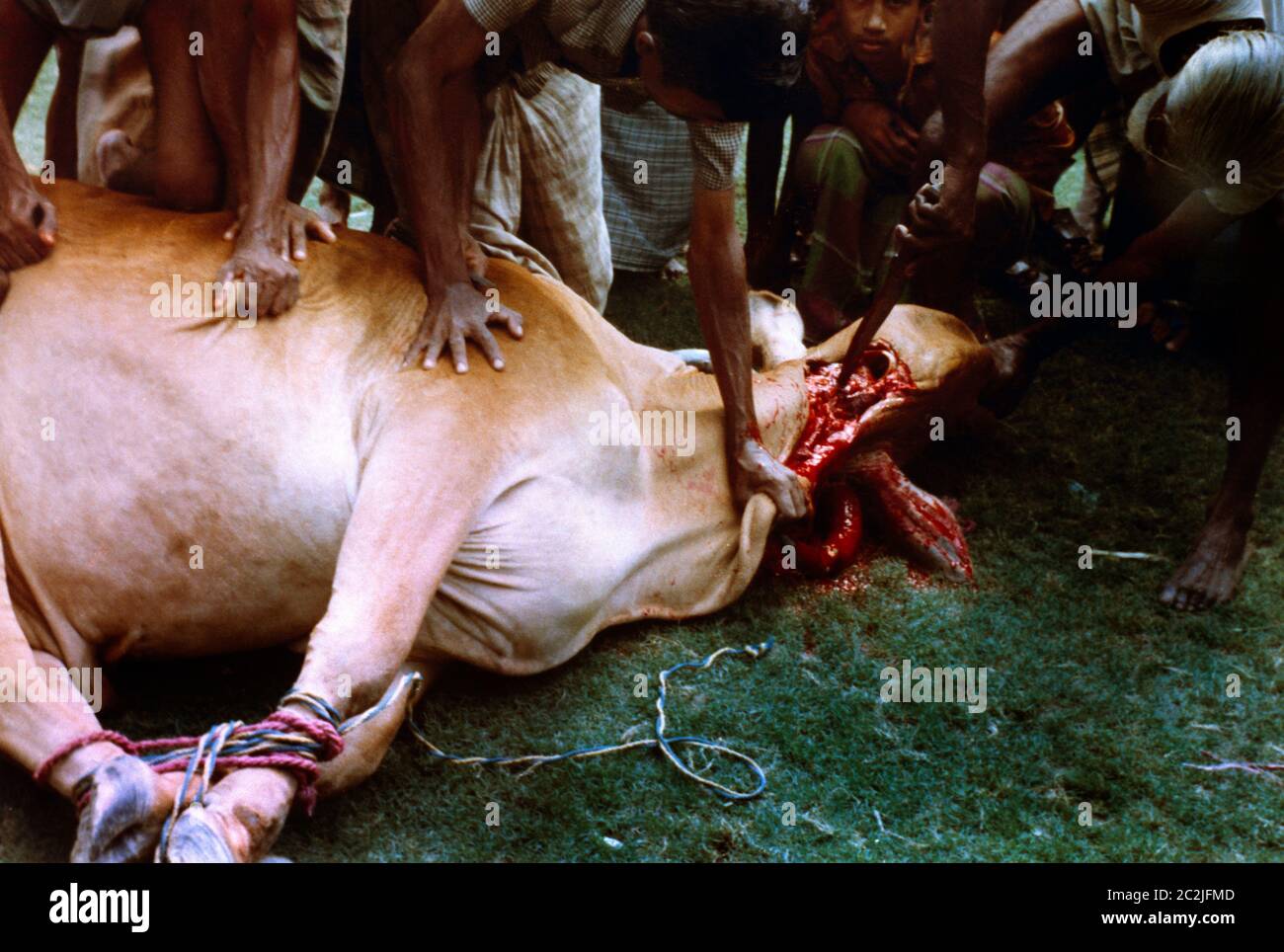 Bangladesh Animal Sacrifice Slitting Cow's Throat Stock Photo