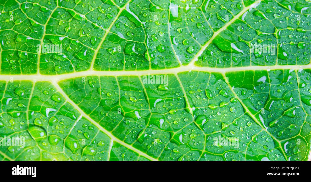macro water drops on green leaf background texture Stock Photo - Alamy