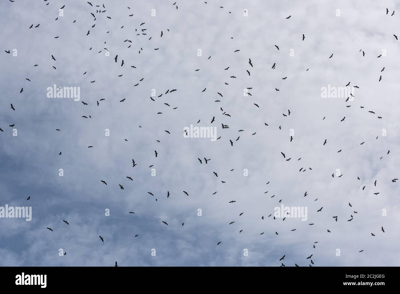 Birds flying on the sky hi-res stock photography and images - Alamy