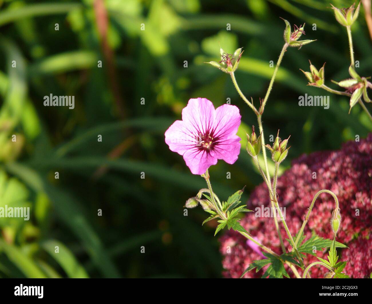 summer flower Stock Photo