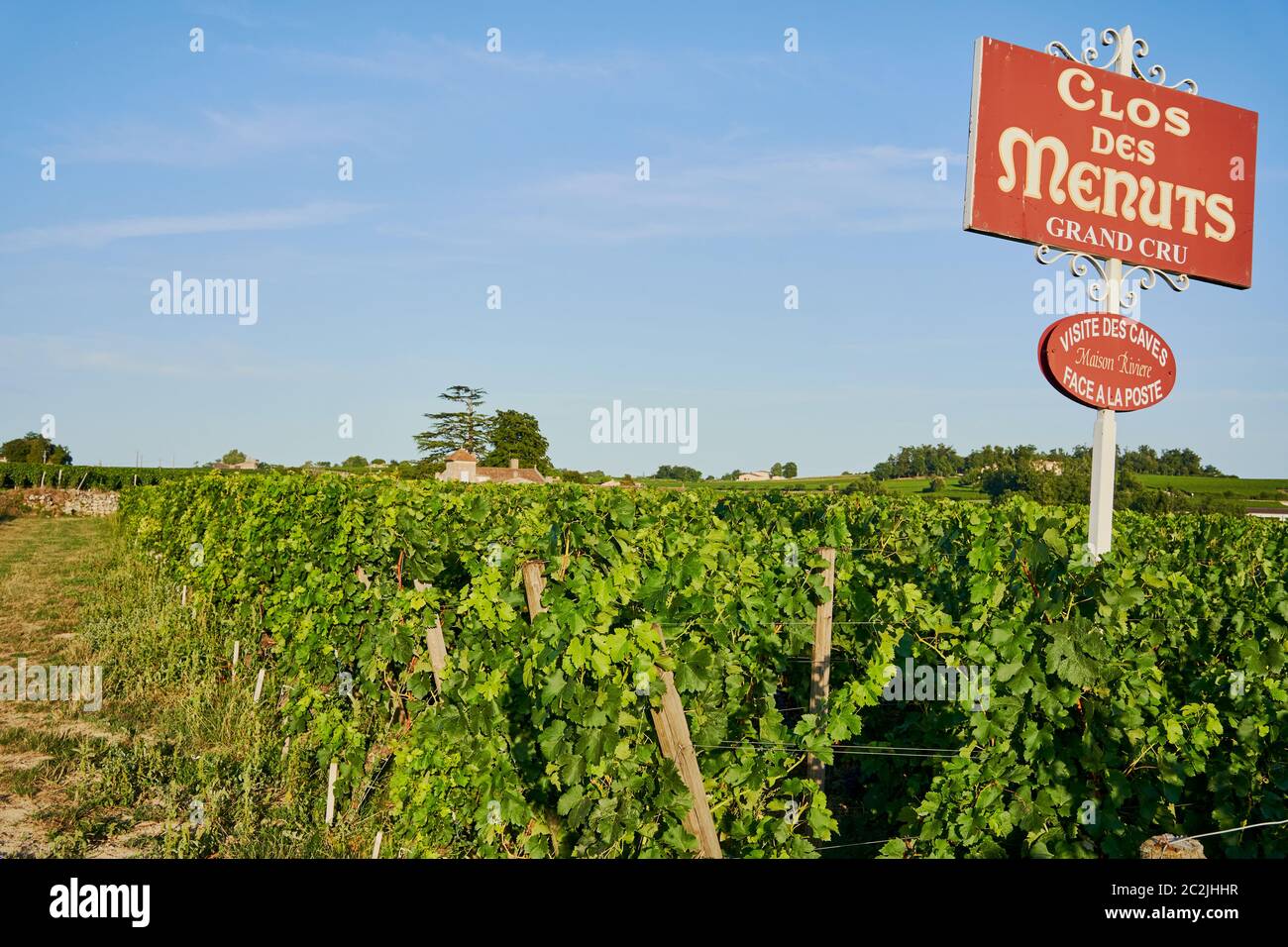 The vines in the vineyards at grand cru, clos des minutes, Saint ...