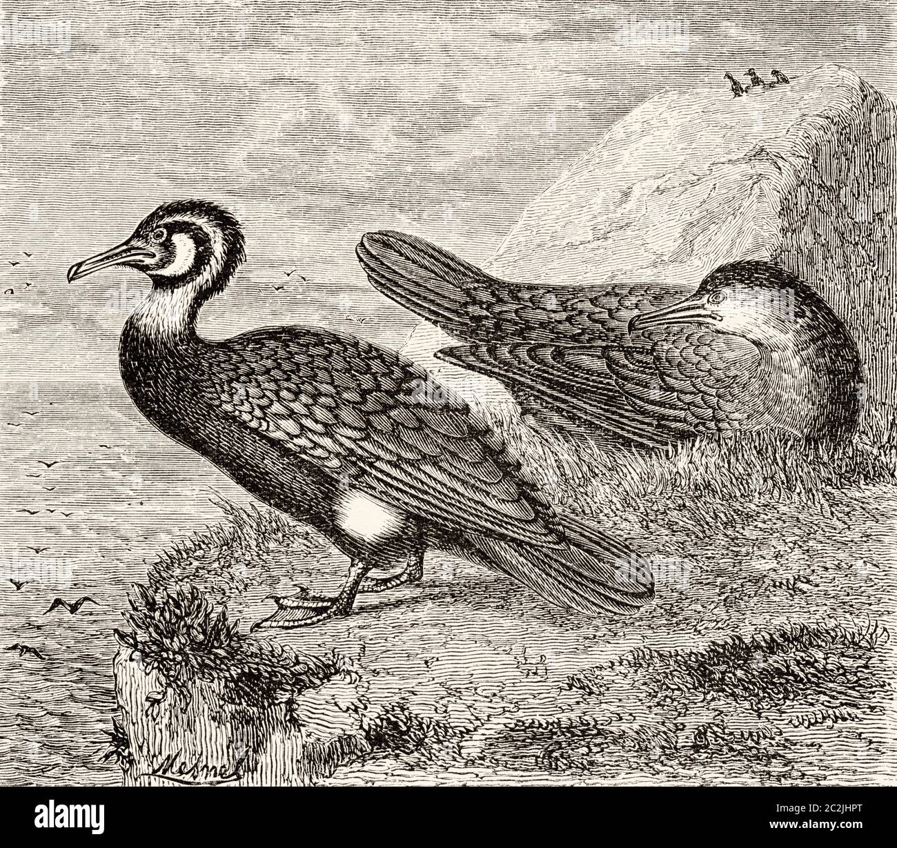 Phalacrocorax carbo. The great cormorant is a species of suliform bird in the Phalacrocoracidae family. It lives in Eurasia, Africa, Australasia and the Atlantic coasts of North America. Old 19th century engraved illustration, El Mundo Ilustrado 1880 Stock Photo