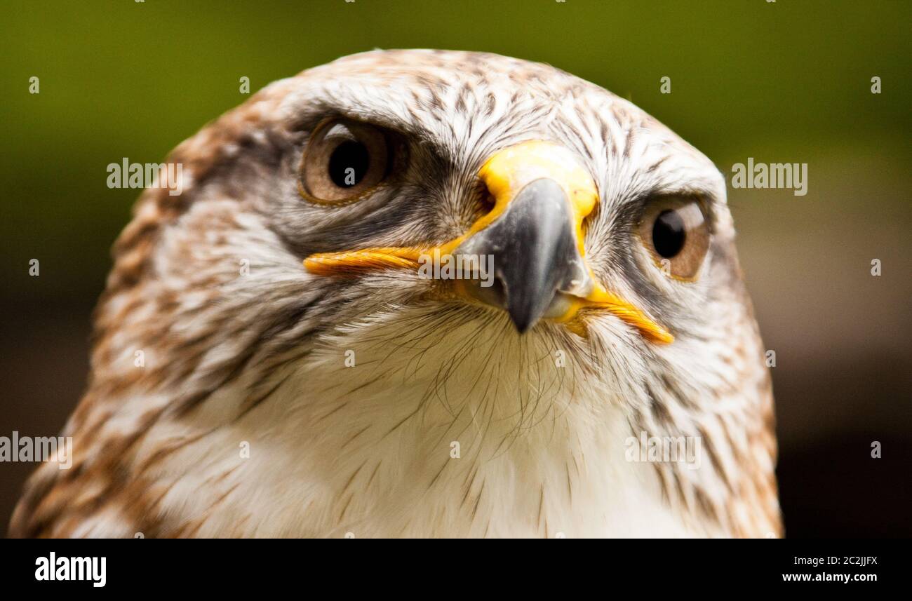 Ferruginous Hawk (Buteo regalis) Stock Photo