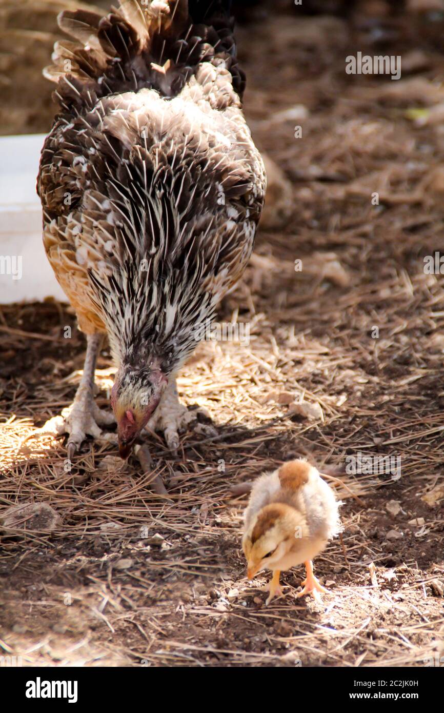 Turkey chicks hen hires stock photography and images Alamy