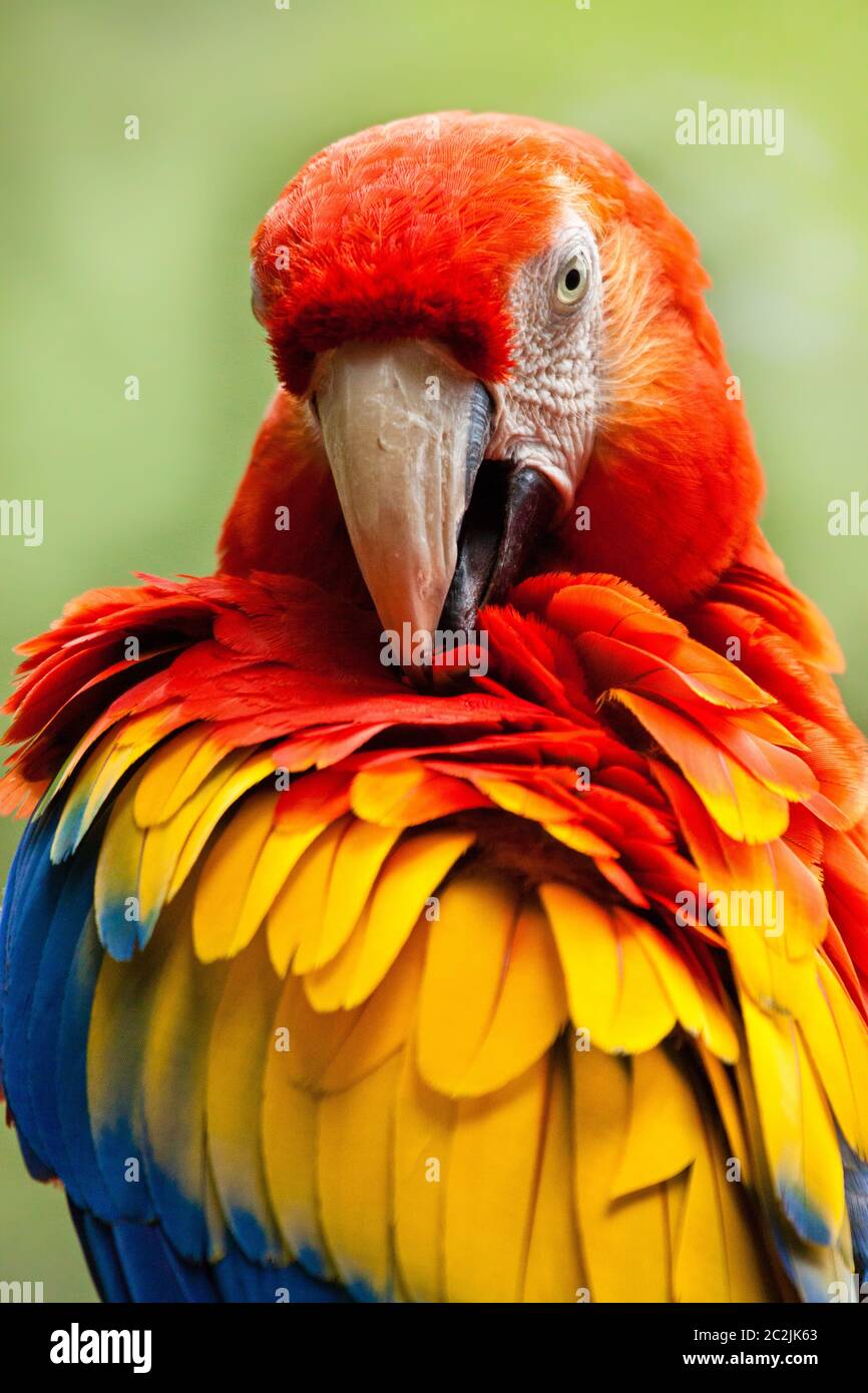 Scarlet Macaw (Ara macao) Stock Photo