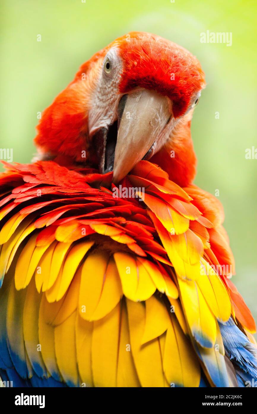 Scarlet Macaw (Ara macao) Stock Photo