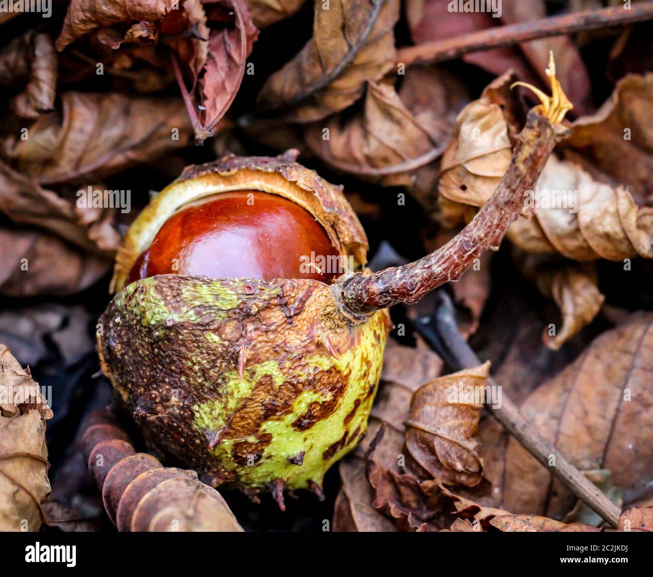 Chestnuts in the autumn lying on the forest floor, view of chestnuts, tree Stock Photo
