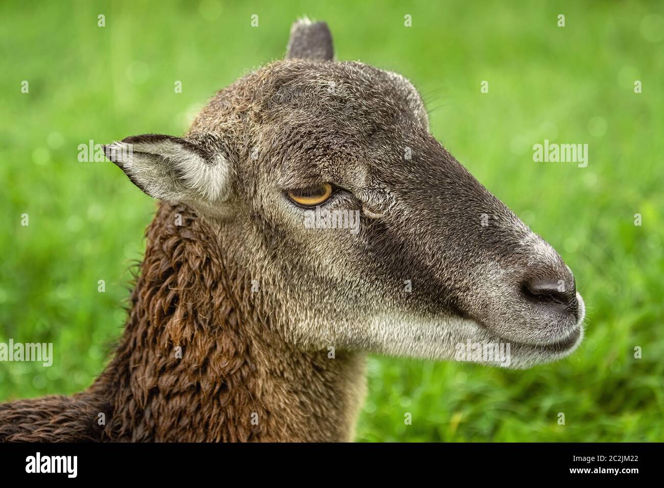 Potrtrait of a Sheep Stock Photo - Alamy