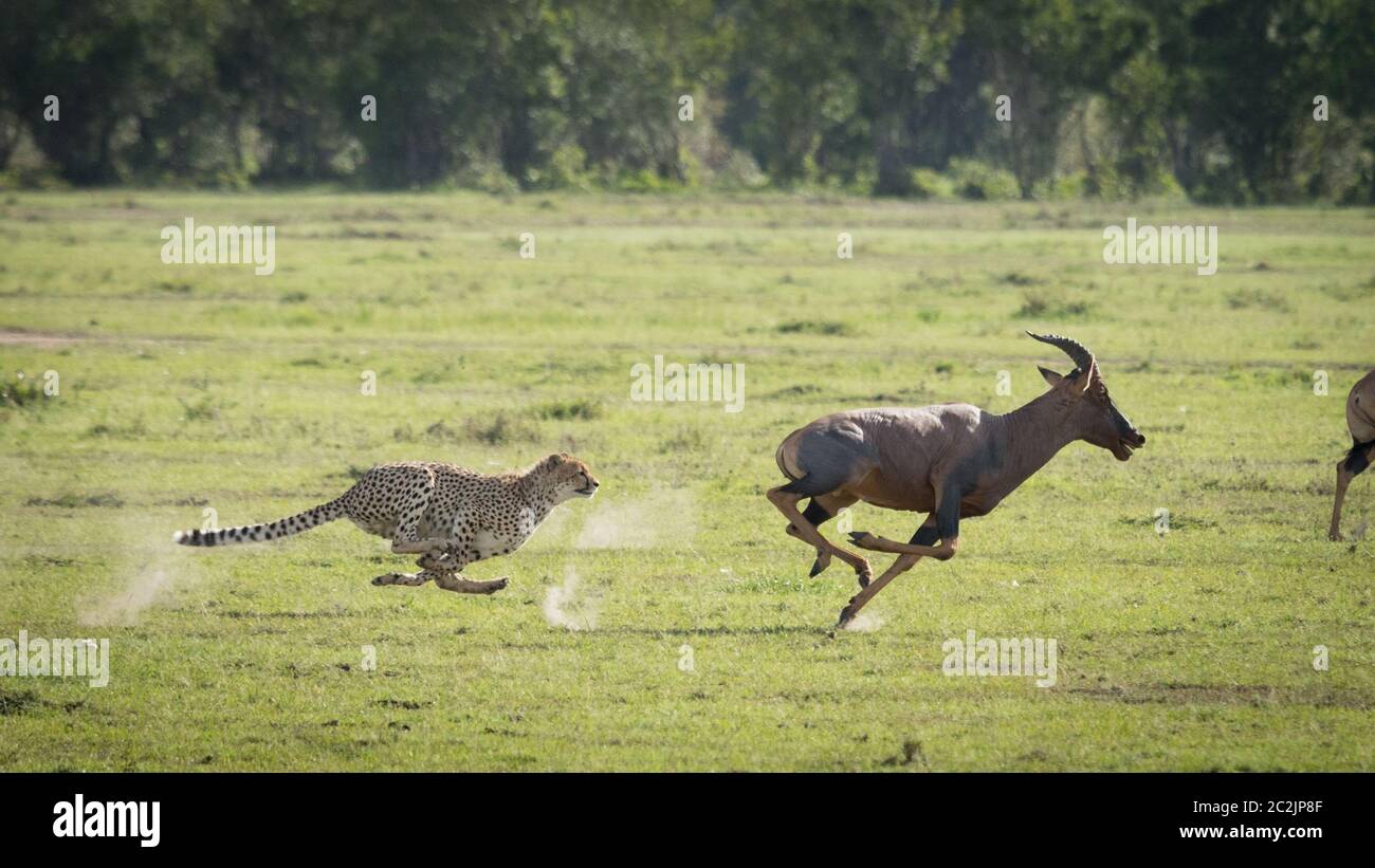 Cheetah chasing adult male Topi at full speed in the green plains of Masai Mara Kenya Stock Photo