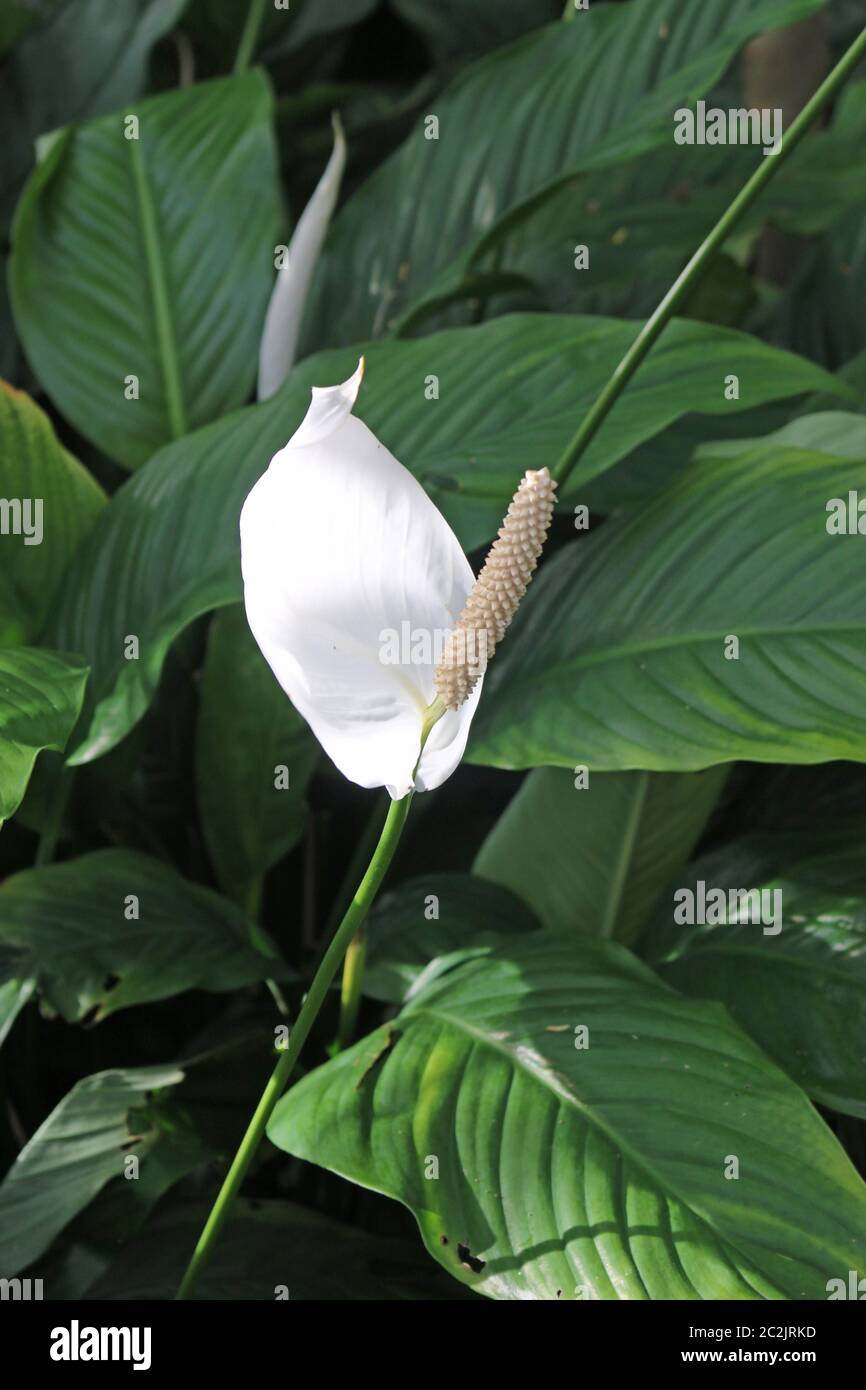 White peace lily flower, Spathiphyllum wallisii variety Clevelandii with a  single open bloom and dark leaves in the background Stock Photo - Alamy