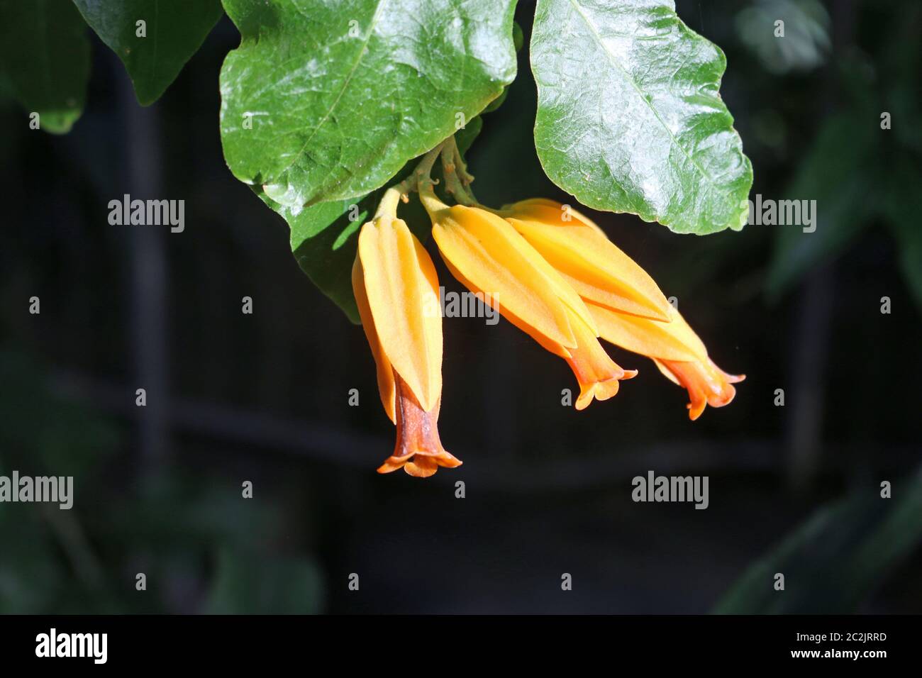 Gold finger plant, Juanulloa mexicana, yellow flowers with two leaves and a dark blurred background. Stock Photo