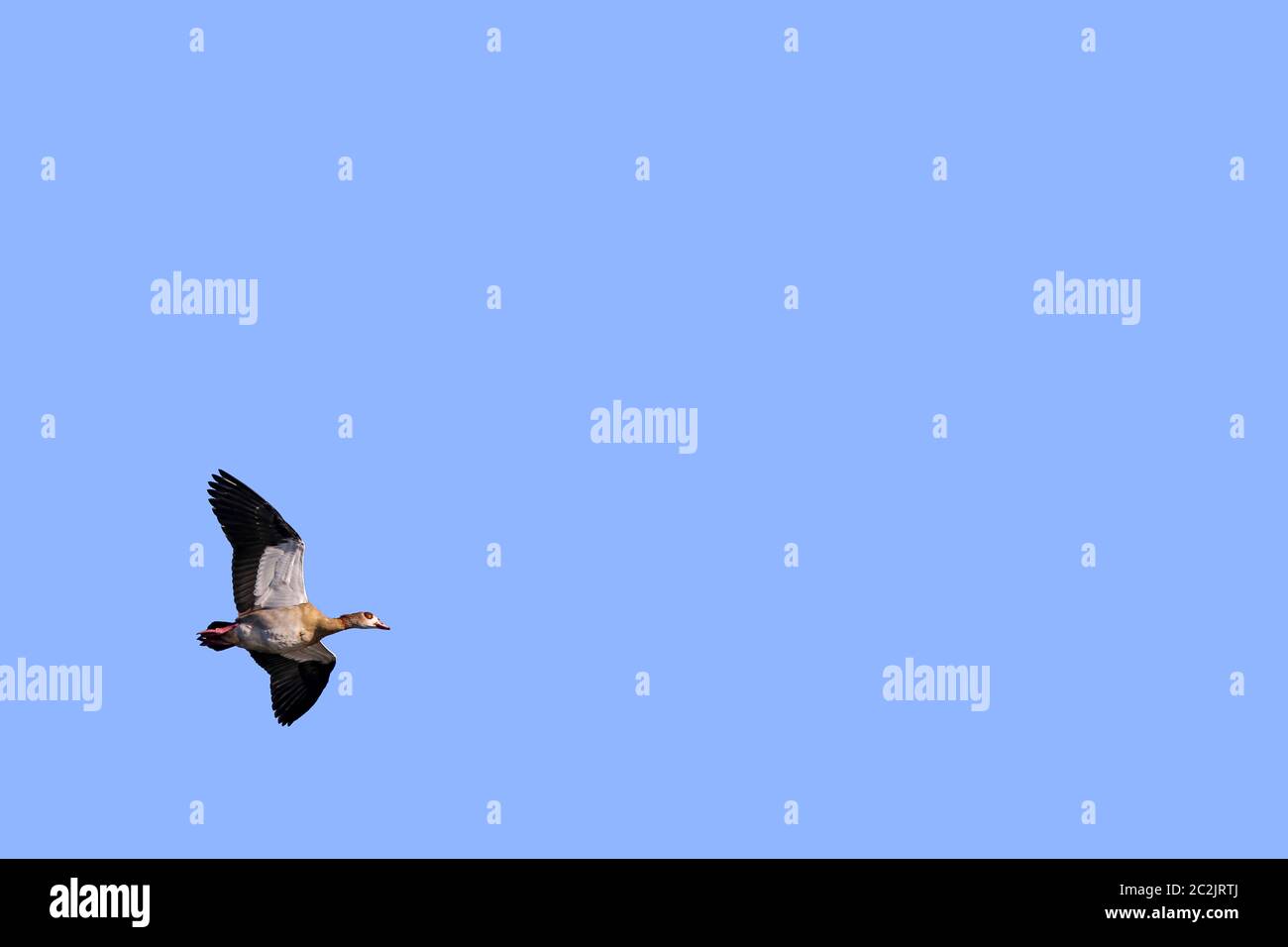 Flying Nile Goose Alopochen aegyptiaca Stock Photo