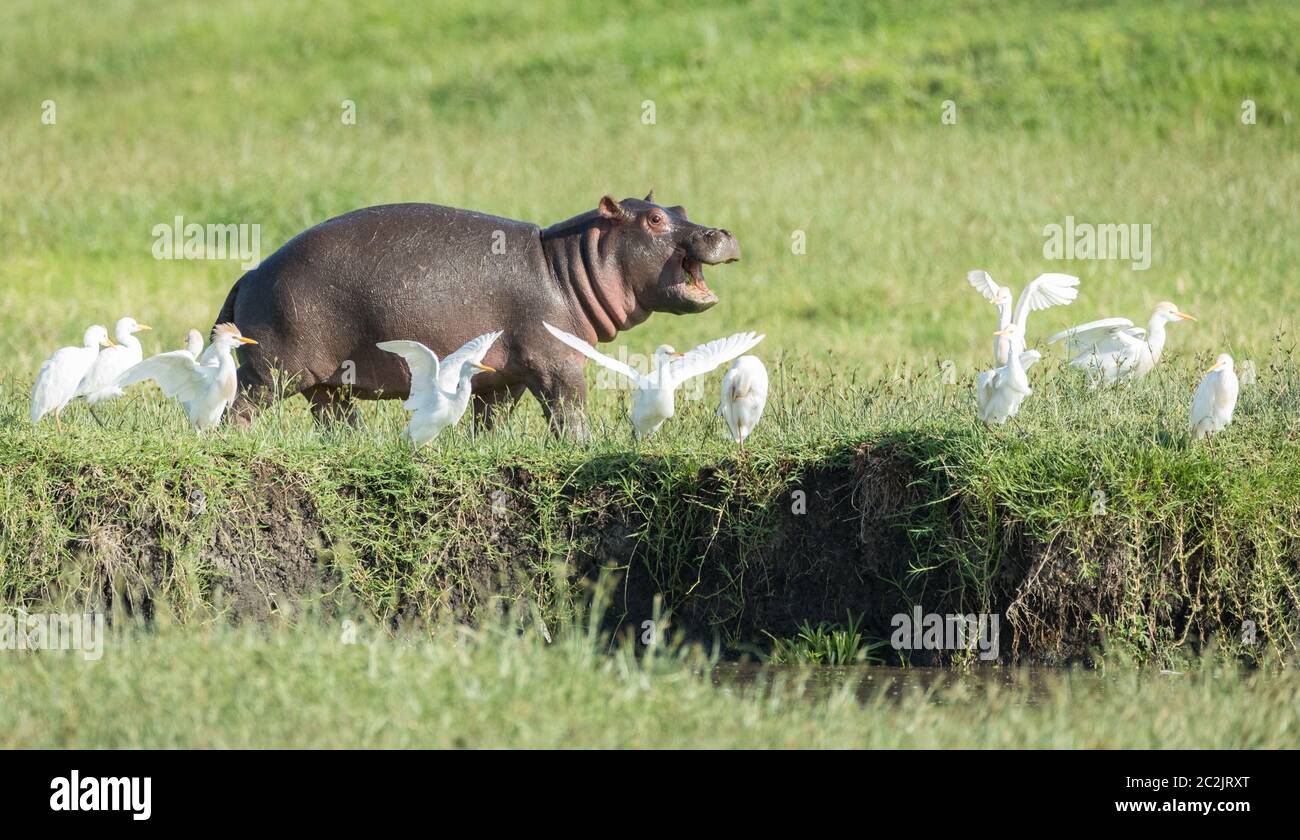 One cute baby hippo walking by river harassing egrets with mouth open in Ngorongoro Crater Tanzania Stock Photo