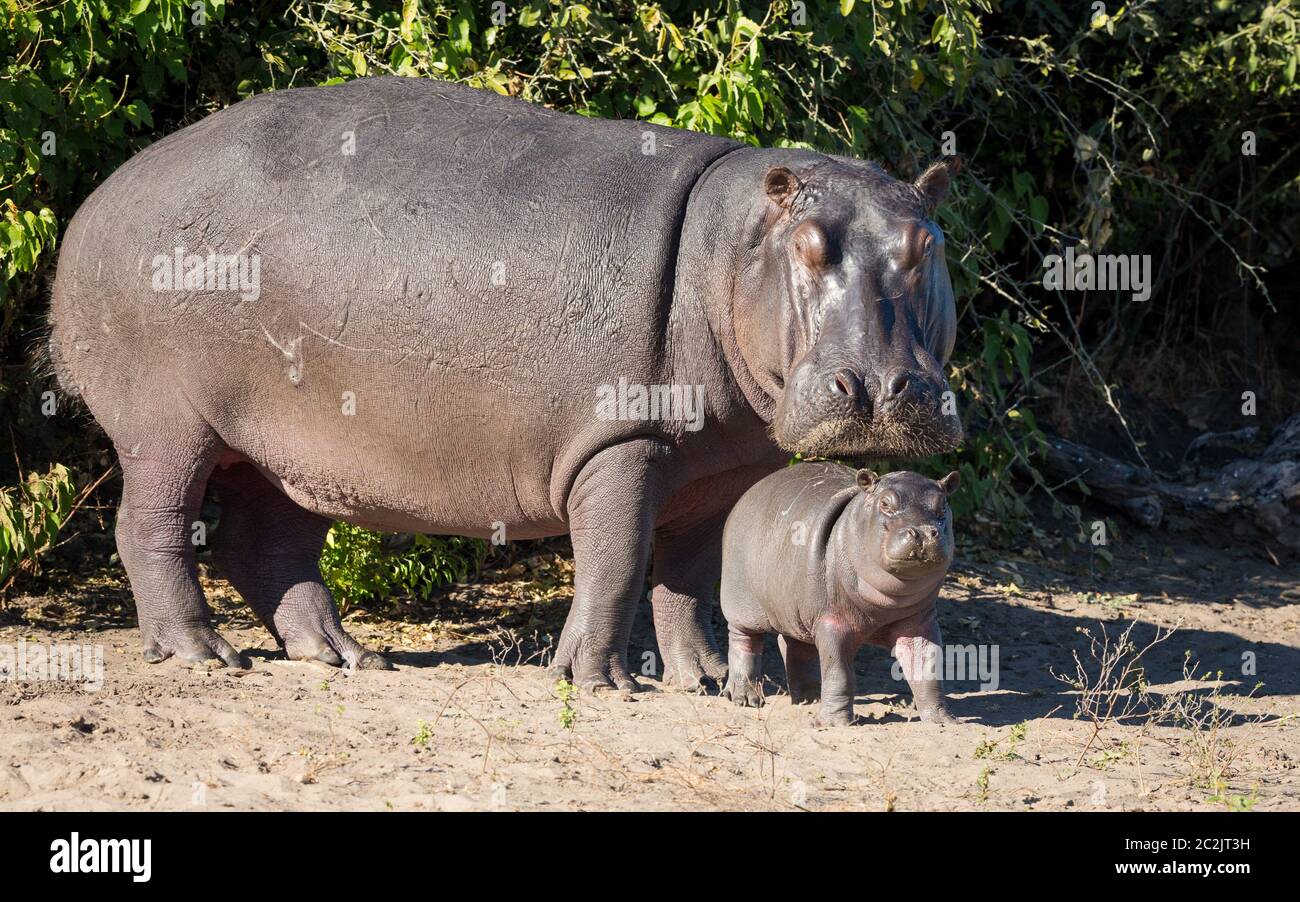 Full body comparison between mother and newborn baby hippo standing out of water in Chobe National Park Botswana Stock Photo