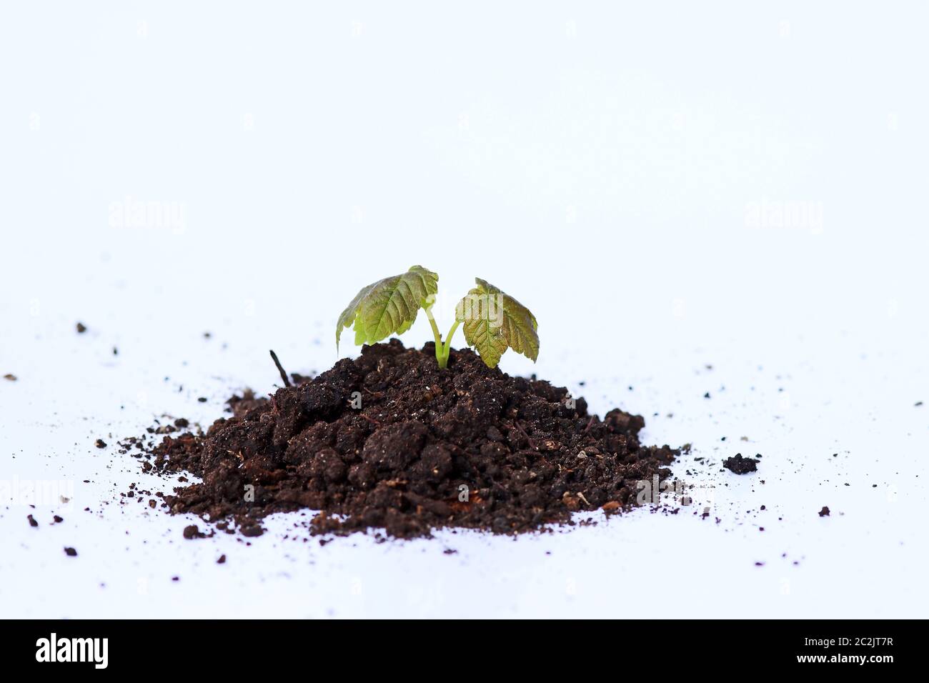 A small plant grows out of the earth. Plant with soil on white background Stock Photo