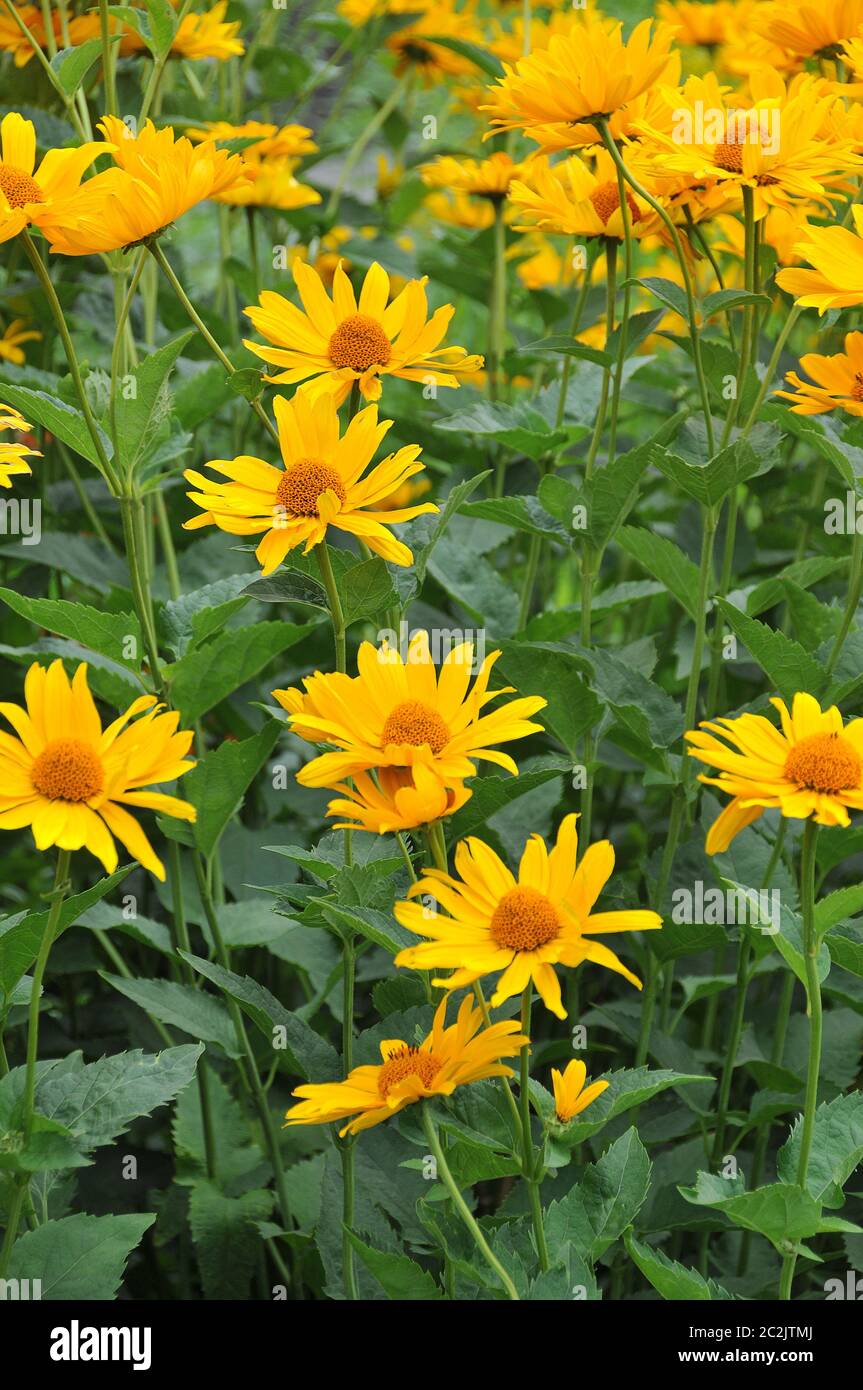 Yellow flowers meadow hi-res stock photography and images - Alamy