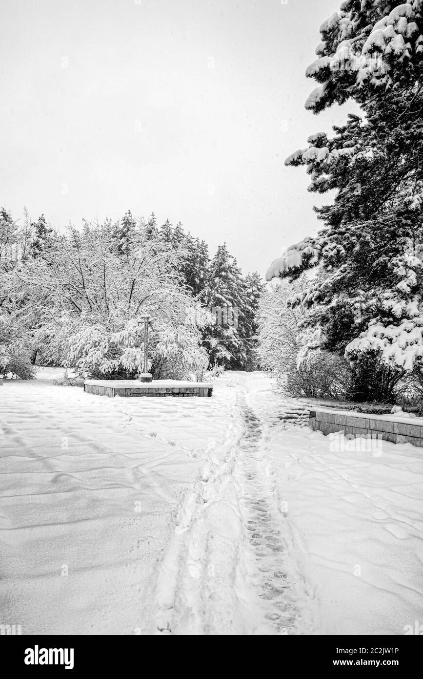 snow-covered city Park with paths in the snow among the trees Stock Photo