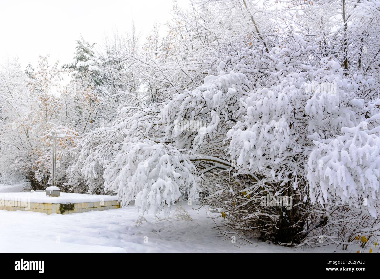 trees in the winter Park, bent under the weight of snow branches Stock ...