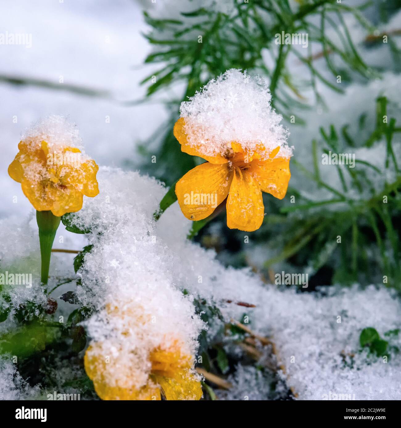yellow flowers on a bed, covered with the first snow Stock Photo
