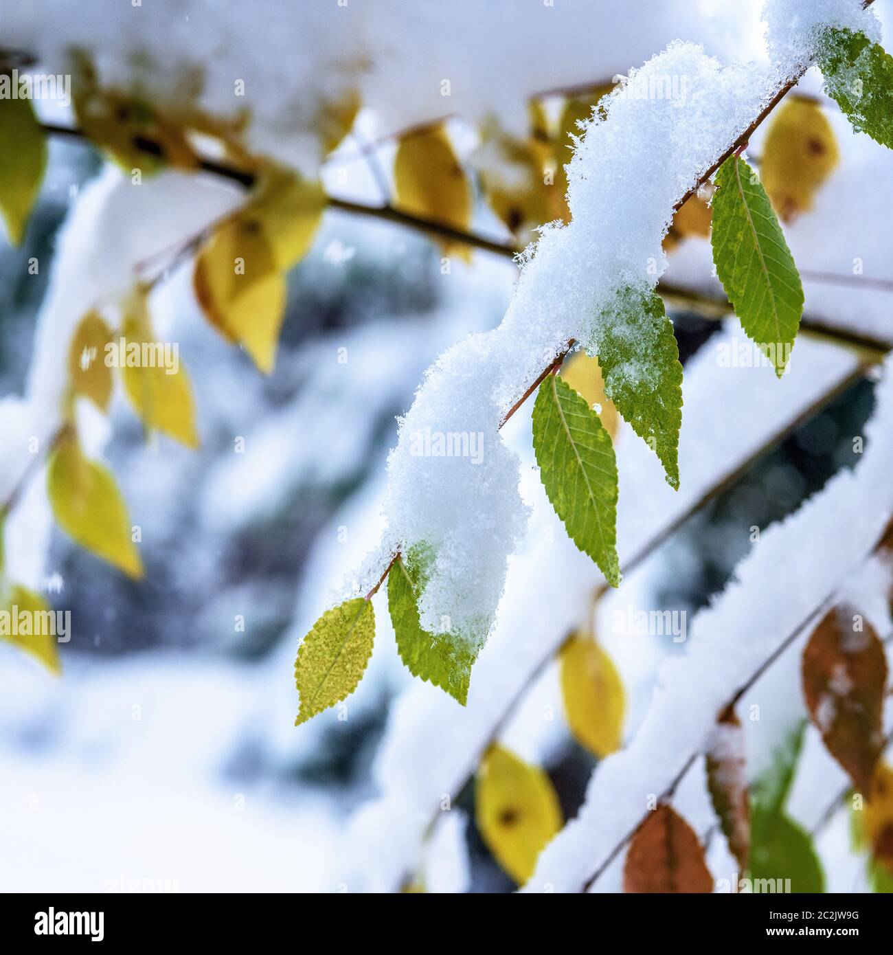 autumn leaves on a branch covered with the first snow Stock Photo - Alamy